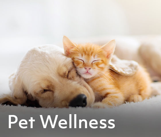 rave-pet Care for your pets makes cents. Get reimbursed for: Vet bills from routine checkups, emergencies, vaccinations, spay/neuter and medication/prescriptions
Grooming, boarding, and training costs
Adoption fees from shelter or rescue groups